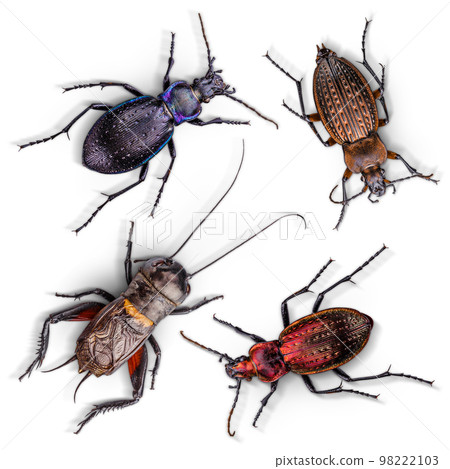 Set of insects 98222103