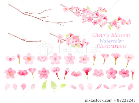 Hand drawn watercolor cherry blossom illustration material set 98222245
