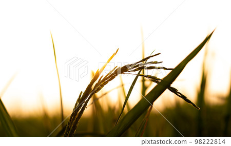 Rice paddy and light of sunset 98222814
