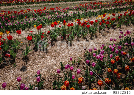 colorful tulip beds in tulip field in italy 98222815
