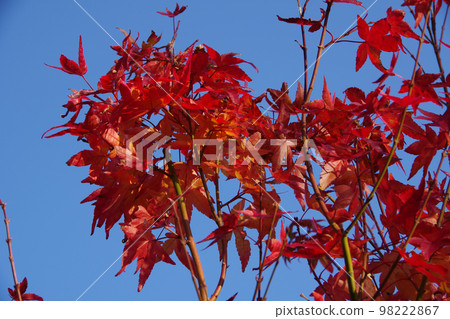 Maple leaves colored red Maple leaves colored red 98222867
