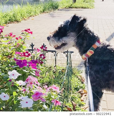 A miniature schnauzer that always smells flowers during a walk 98222941