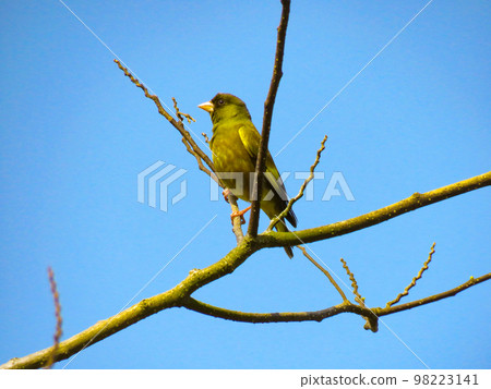 綠翅雀棲息在樹枝上 綠翅雀棲息在樹枝上 98223141