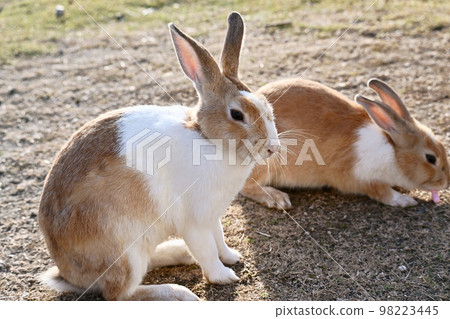 hares hares 98223445