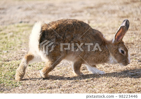 hare looking for food hare looking for food 98223446