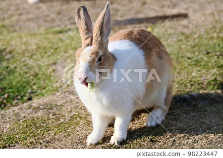 站立的兔子 98223447