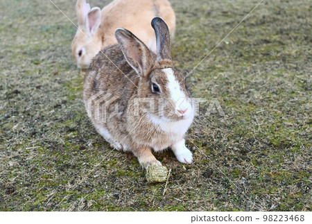 hare in front of food hare in front of food 98223468