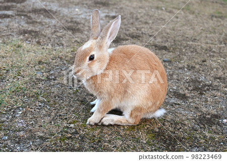 sitting hare sitting hare 98223469