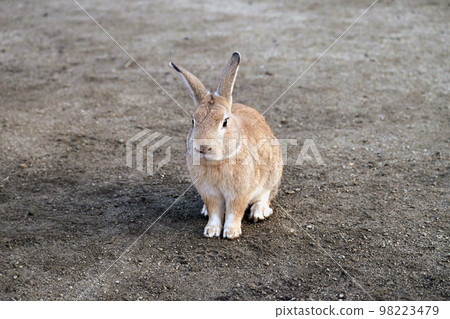 A wild rabbit standing alone A wild rabbit standing alone 98223479