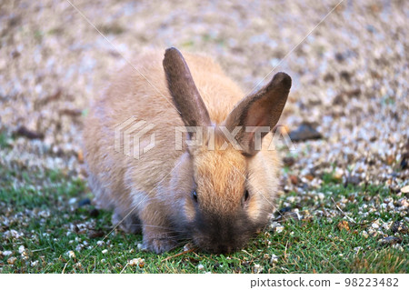baby rabbit looking for food 98223482
