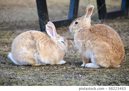 good friend rabbit couple good friend rabbit couple 98223483