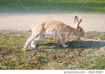 hare looking for food hare looking for food 98223488