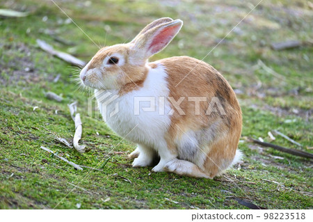 sitting hare sitting hare 98223518