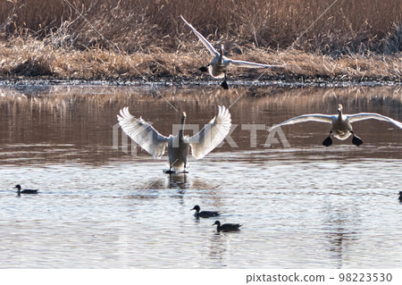 A swan that spreads its wings and lands on the water 98223530