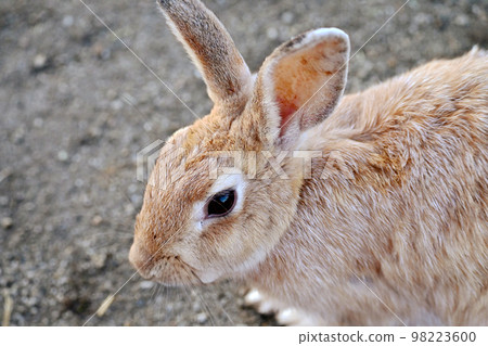 野兔向上鳥瞰圖 98223600