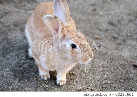 兔子側身 98223601
