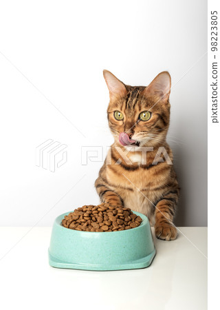 Hungry cat near bowl with dry cat food isolated on white background. 98223805
