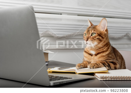 Red cat works at a computer from home. Home office during self-isolation and quarantine. 98223808
