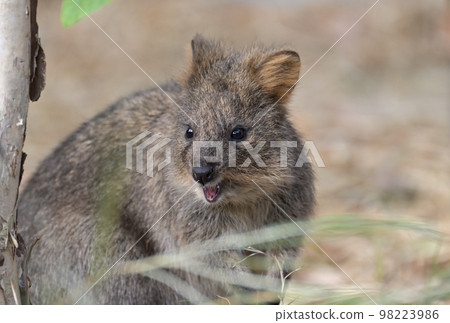 Quokka in the zoo Quokka in the zoo 98223986