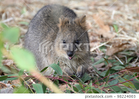 Quokka in the zoo Quokka in the zoo 98224003