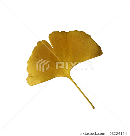 Yellow fresh ginkgo leaf isolated, medicinal organic plant close-up, clipping path cutout object, eco-friendly environment concept 98224154