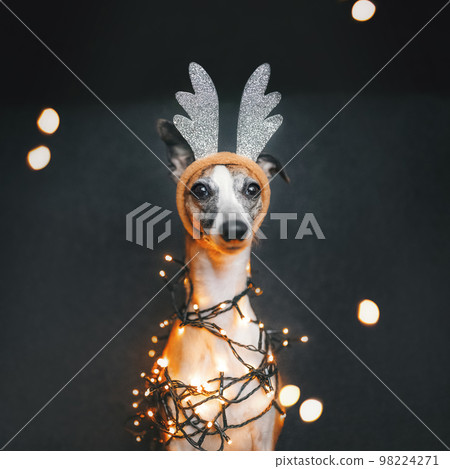 Beautiful Whippet Dog wearing Reindeer Antlers in beige and silver colors, decorated with Christmas string lights in warm white. Great background for banner, invitation, wallpaper, greeting card. 98224271
