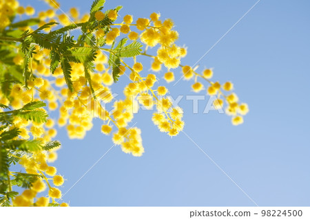 藍天和含羞草 98224500