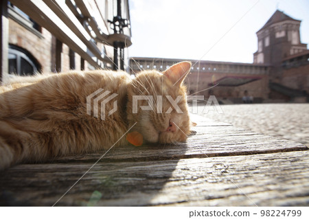 Red cat sleeps on the background of an old castle. The cat lives in the museum. Red cat sleeps on the background of an old castle. The cat lives in the museum. 98224799