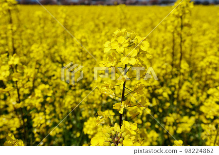 日本奈良縣橿原市藤原宮遺址油菜花盛開的美麗盛開 98224862