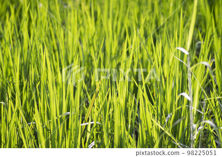 Beautiful Paddy rice in rice field as nature background Beautiful Paddy rice in rice field as nature background 98225051