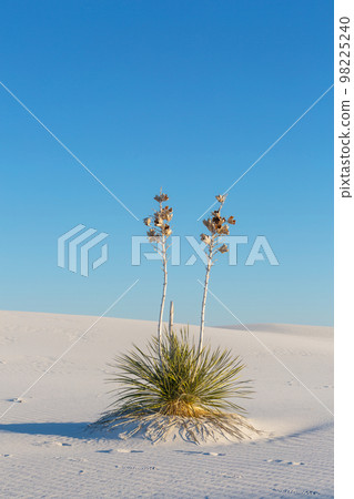 White sand dunes White sand dunes 98225240