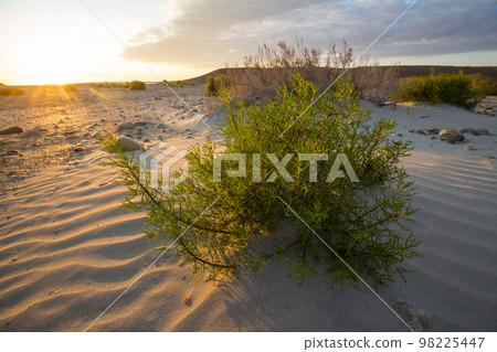 Grass in desert 98225447