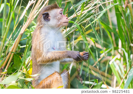Monkey Monkey 98225481