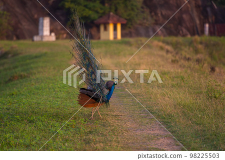 Peacock Peacock 98225503