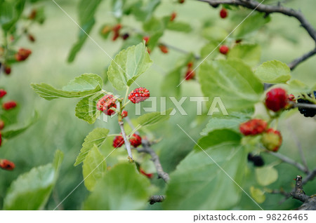 Fruits of a fruit tree, black mulberry in the process of ripening. Fruits of a fruit tree, black mulberry in the process of ripening. 98226465