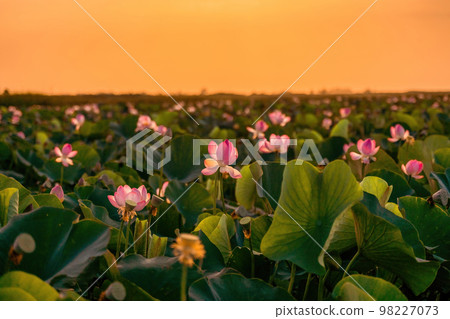 Sunrise in the field of lotuses, Pink lotus Nelumbo nucifera sways in the wind. Against the background of their green leaves. Lotus field on the lake in natural environment. Sunrise in the field of lotuses, Pink lotus Nelumbo nucifera sways in the wind. Against the background of their green leaves. Lotus field on the lake in natural environment. 98227073