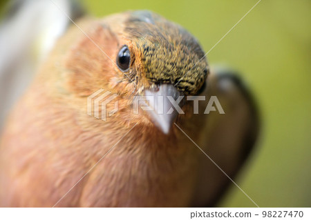 Close-up portrait of chaffinch (Fringilla coelebs). Young male Close-up portrait of chaffinch (Fringilla coelebs). Young male 98227470