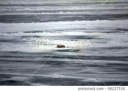 Polar bear near North pole (86-87 degrees north latitude) Polar bear near North pole (86-87 degrees north latitude) 98227538