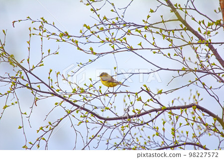 Photo spring mood. Bird on branch with fresh new leaves. Photo spring mood. Bird on branch with fresh new leaves. 98227572