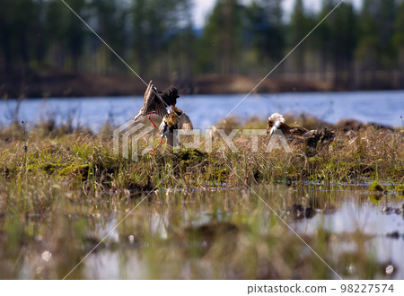 Pugnacious handsome 1. Ruffs fight in swamp. Pugnacious handsome 1. Ruffs fight in swamp. 98227574