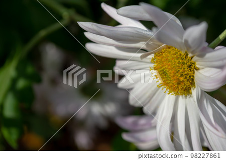 Large white chrysanthemum in the garden 98227861