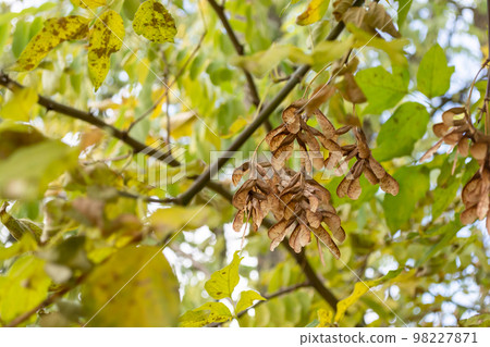 A pile of maple seeds hangs on a tree among yellow-green leaves. A pile of maple seeds hangs on a tree among yellow-green leaves. 98227871