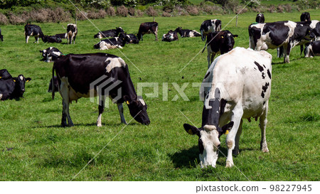 A cows on a green pasture on a sunny spring day. Grazing cows on a dairy farm. Cattle. Irish agriculture, agricultural landscape. Animal husbandry. Herd of cow on grass field A cows on a green pasture on a sunny spring day. Grazing cows on a dairy farm. Cattle. Irish agriculture, agricultural landscape. Animal husbandry. Herd of cow on grass field 98227945