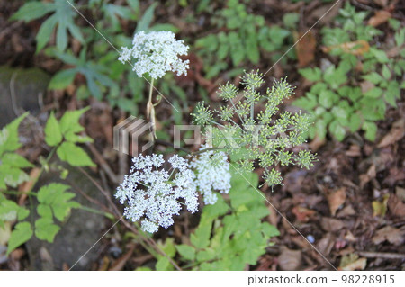 “白花草”的白花 “白花草”的白花 98228915