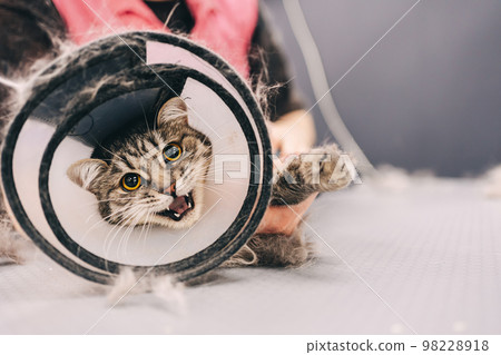 The cat is combed from the fur. The cat is combed from the fur. 98228918