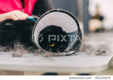 The cat is combed from the fur. The cat is combed from the fur. 98228929