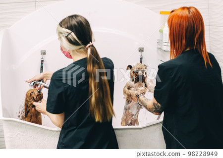 Masters bathe two dogs in the bathroom. Caring for pets in a grooming salon. Masters bathe two dogs in the bathroom. Caring for pets in a grooming salon. 98228949