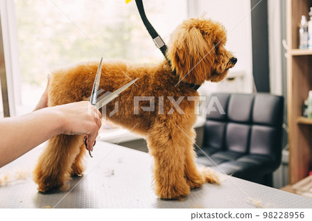 The master cuts the ginger dog with scissors. The master cuts the ginger dog with scissors. 98228956