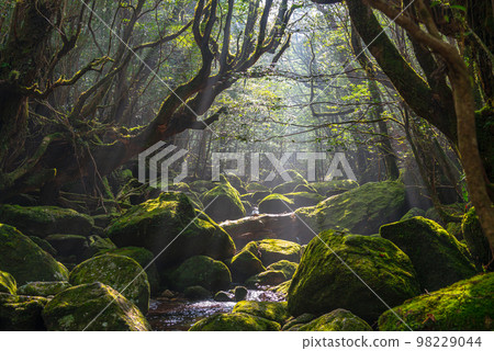 Valley of the Sunbeams, Shiratani Unsuikyo Gorge, Yakushima (Winter) 98229044