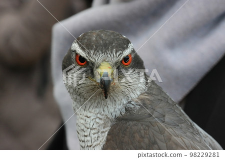 Bird of prey 98229281